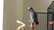 Parrot Whistles Famous Song , Animals reaction