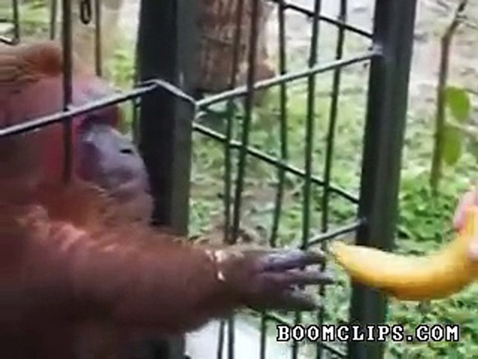 Monkey Devours Bananas, Funny Clip