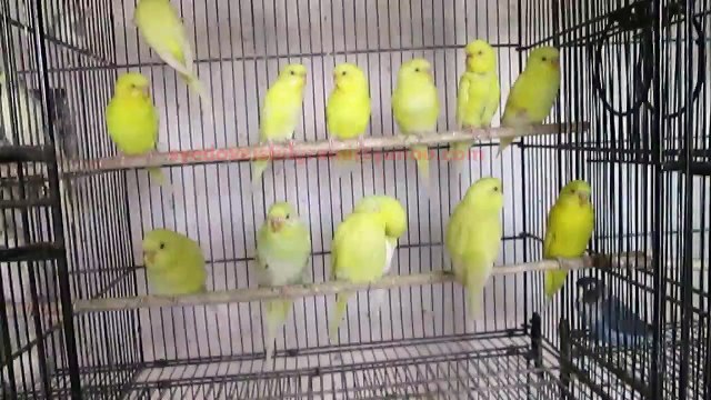 Lutino Budgies of Syed Ovais Bilgrami