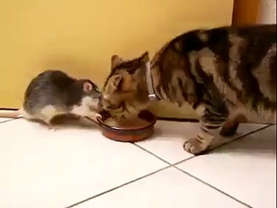 Fare kafayı yemiş, Kedi ne olduğunu unutmuş