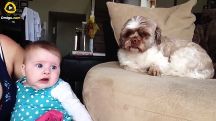 Baby argues with Dog