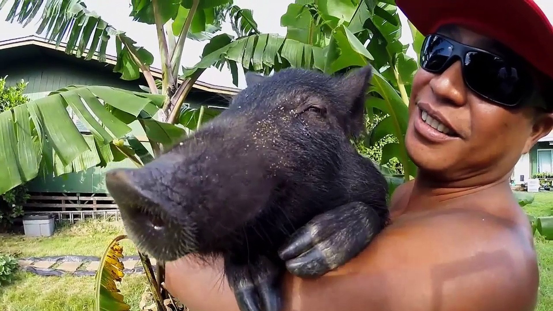 GoPro: Kama The Surfing Pig