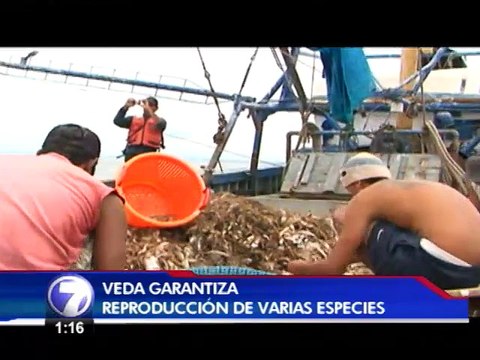 Veda prohíbe pescar varias especies marinas en el Golfo de Nicoya