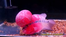 High quality flowerhorn fish Big Kok Flowerhorn for sale Thailand