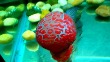 MY CHAMPION WINNER OF THE FLOWERHORN COMPETITION IN THAILAND 2013 !!!