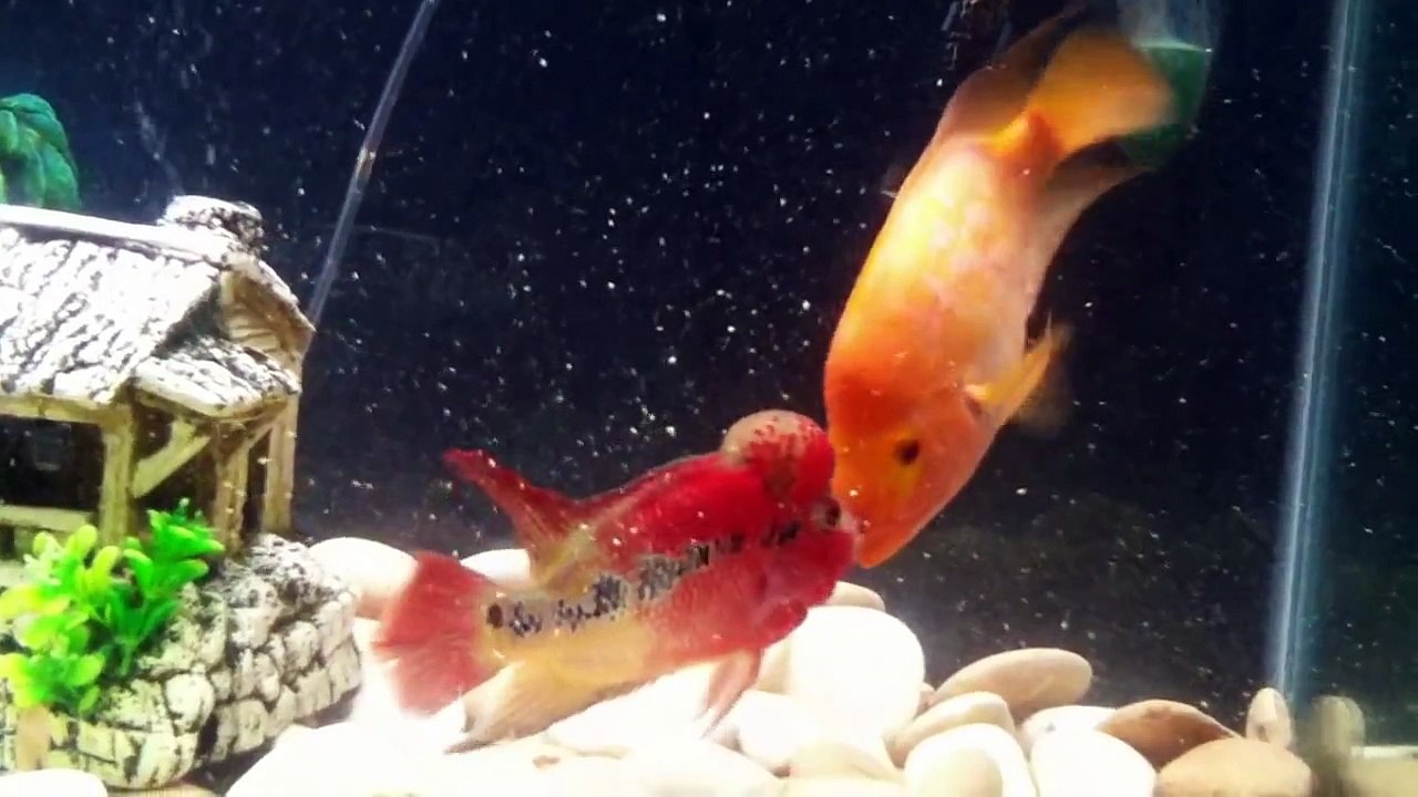 Red Devil Cichlid Vs SRD Flowerhorn part 1