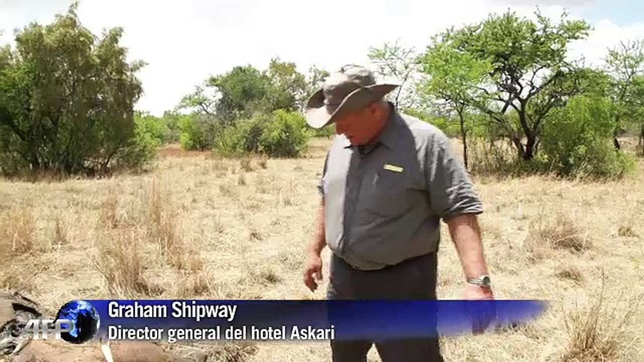 Envenenan los cuernos de los rinocerontes para evitar su caza
