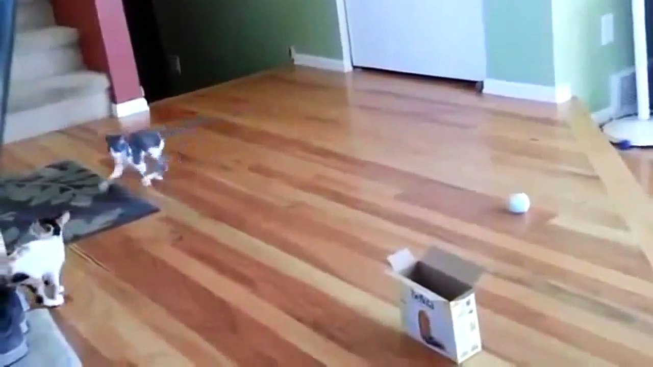 Funny animals for animal FAIL COMPILATION FAIL 2013 feil 2013 funny cat and dog fails ПРИКОЛЫ 2013