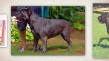 Cane Corso Puppies For Sale