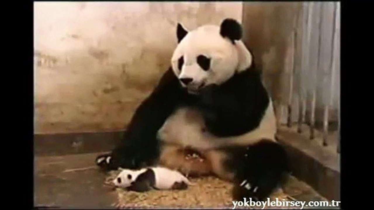 You can't stop laughing after watching this