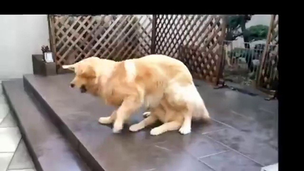 This Dog Has Five Legs
