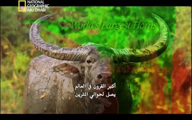 مملكه الفيله - وثائقي