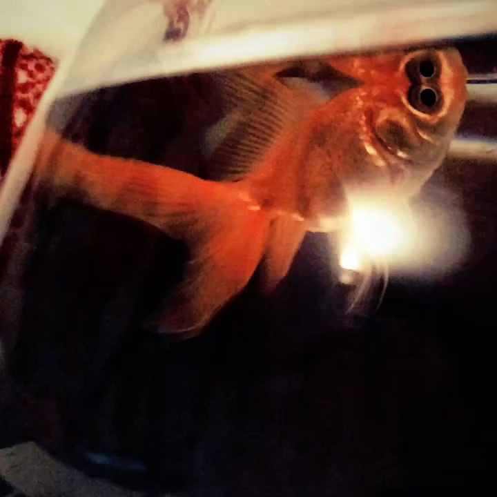 Nemo