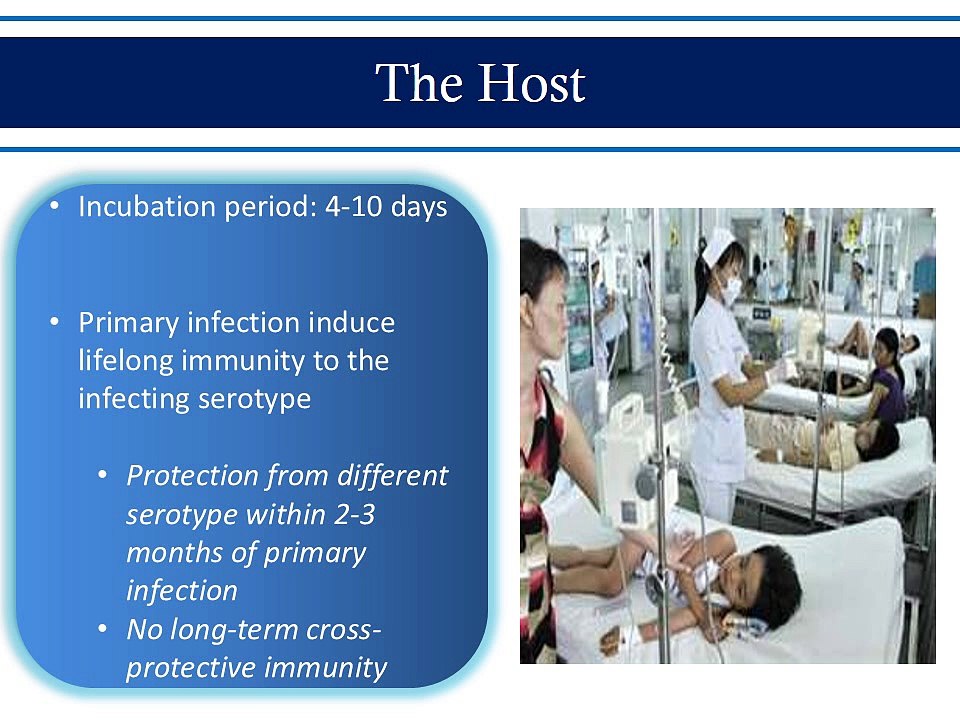 dengue_who_protocolحمى الضنك محاضرة