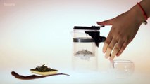 How To Brew Honeysuckle Tea In An Infuser Teapot