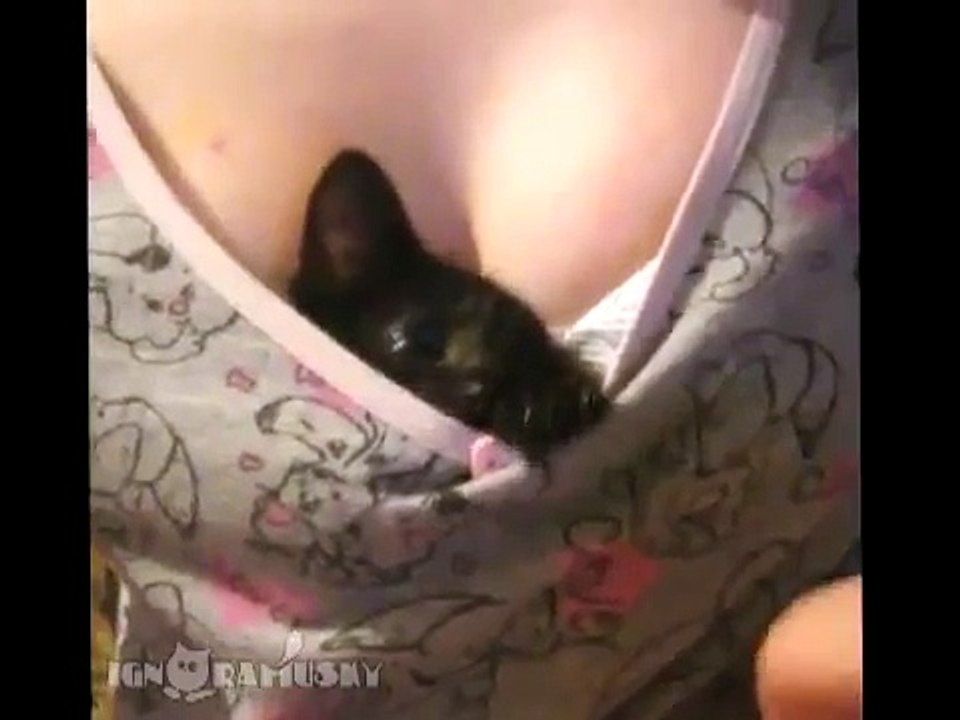 Cat Boob Guardian - Super Funny Video