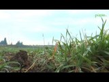 Campania - Decreto Terra dei Fuochi, interdetto uso agricolo a diversi terreni (13.02.15)