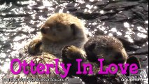 Cute otters in love... Adorable animal compilation!