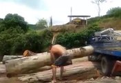 Strong man lifting a tree with hands... Incredible!