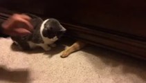 Cute Cat grabs food from beneath bed