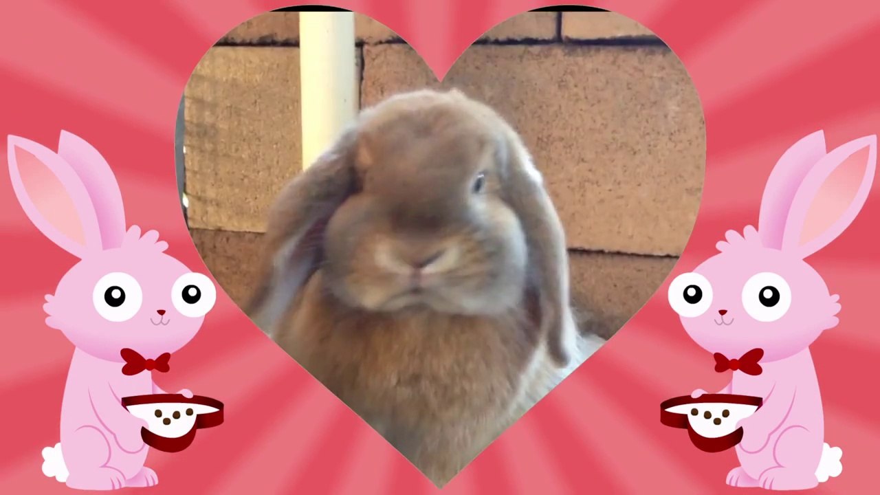 So cute bunnies : adopt one of them!