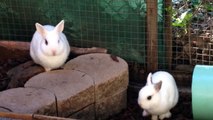 Des lapins craquants en manque de calins... Et à adopter!