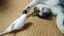 Crazy Parrot annoys sleepy Cat - Попугай не дает коту спать !