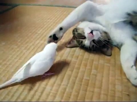 Crazy Parrot annoys sleepy Cat - Попугай не дает коту спать !