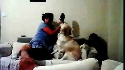 حين ترفض الكلاب عنف البشر  شاهد ردة فعل الكلاب