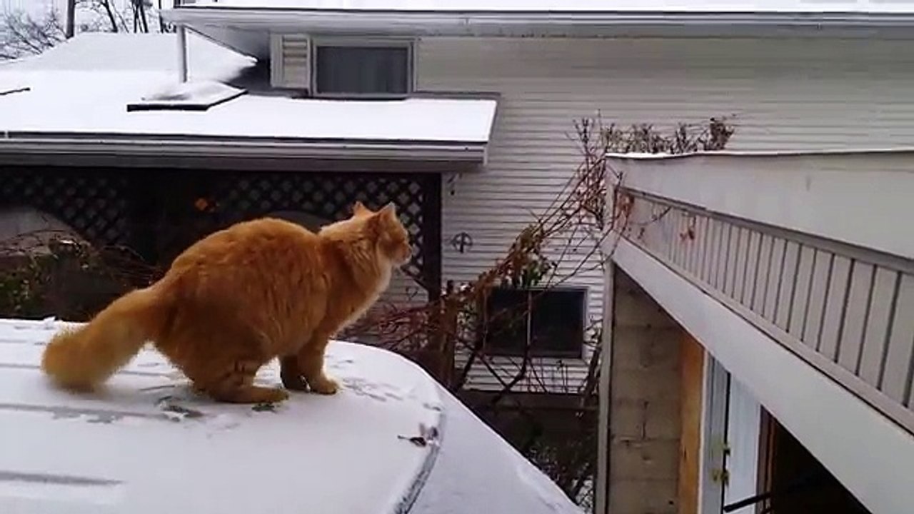 Funny Cat Fails Epic Jump