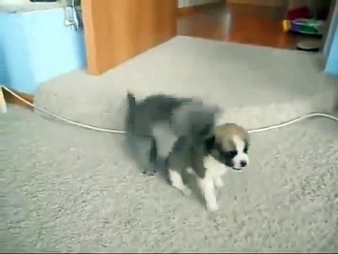 Crazy Kitten Attacks Cute Puppy - Наглый котенок напал на щенка !