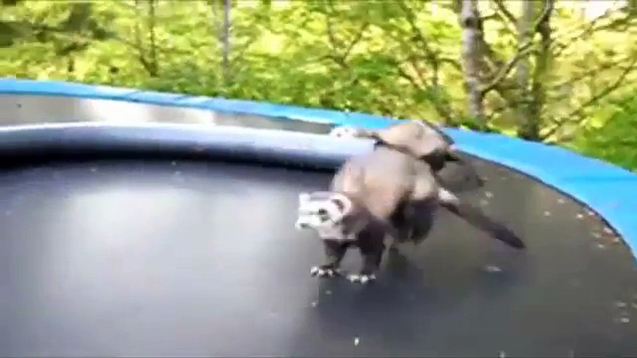 fun animal