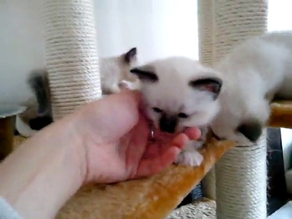 Sympa notre arbre à chat