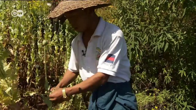 Opium Farmers in Myanmar | Journal Reporters