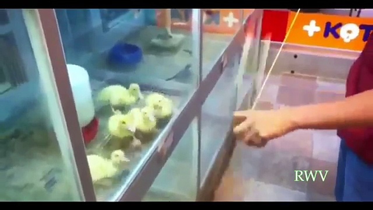Disco Funs
