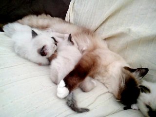 C'est l'heure de la tétée.. ou pas...