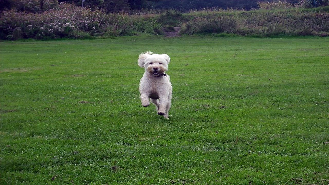 Training An Agressive Dog