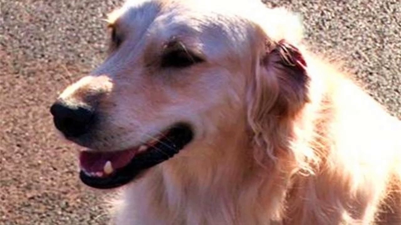 Training Older Dog