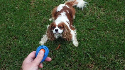 Training an Aggressive Dog