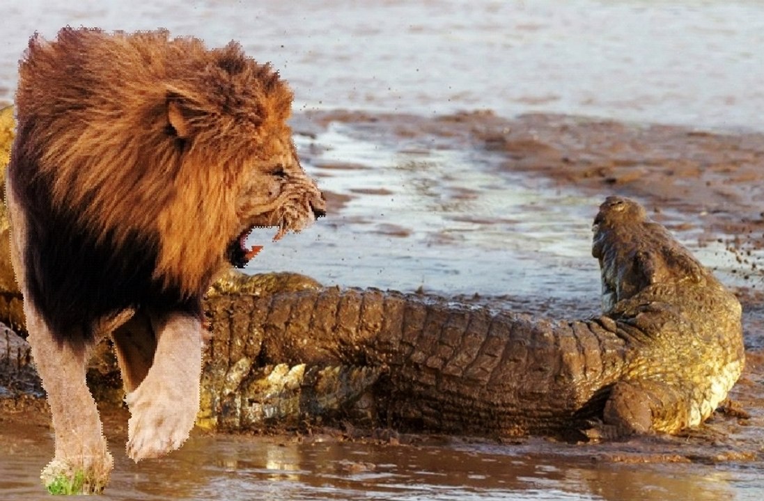 Male Lion Attacks a Giant Crocodile
