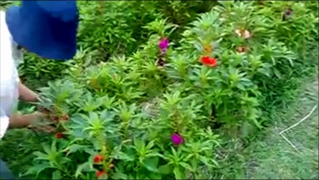 Picking Flowers