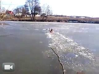 Un homme sauve un chien d'un lac gelé