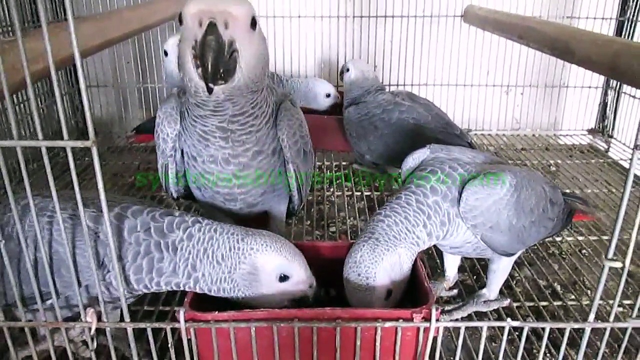 Congo African Grey Parrots 6 Month Chicks of Syed Ovais Bilgrami