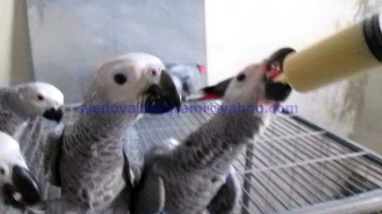 Congo African Grey Parrots Hand Feed Chicks of Syed Ovais Bilgrami