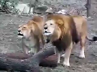 Lion Saying Allah. Dont Forget To share This Video