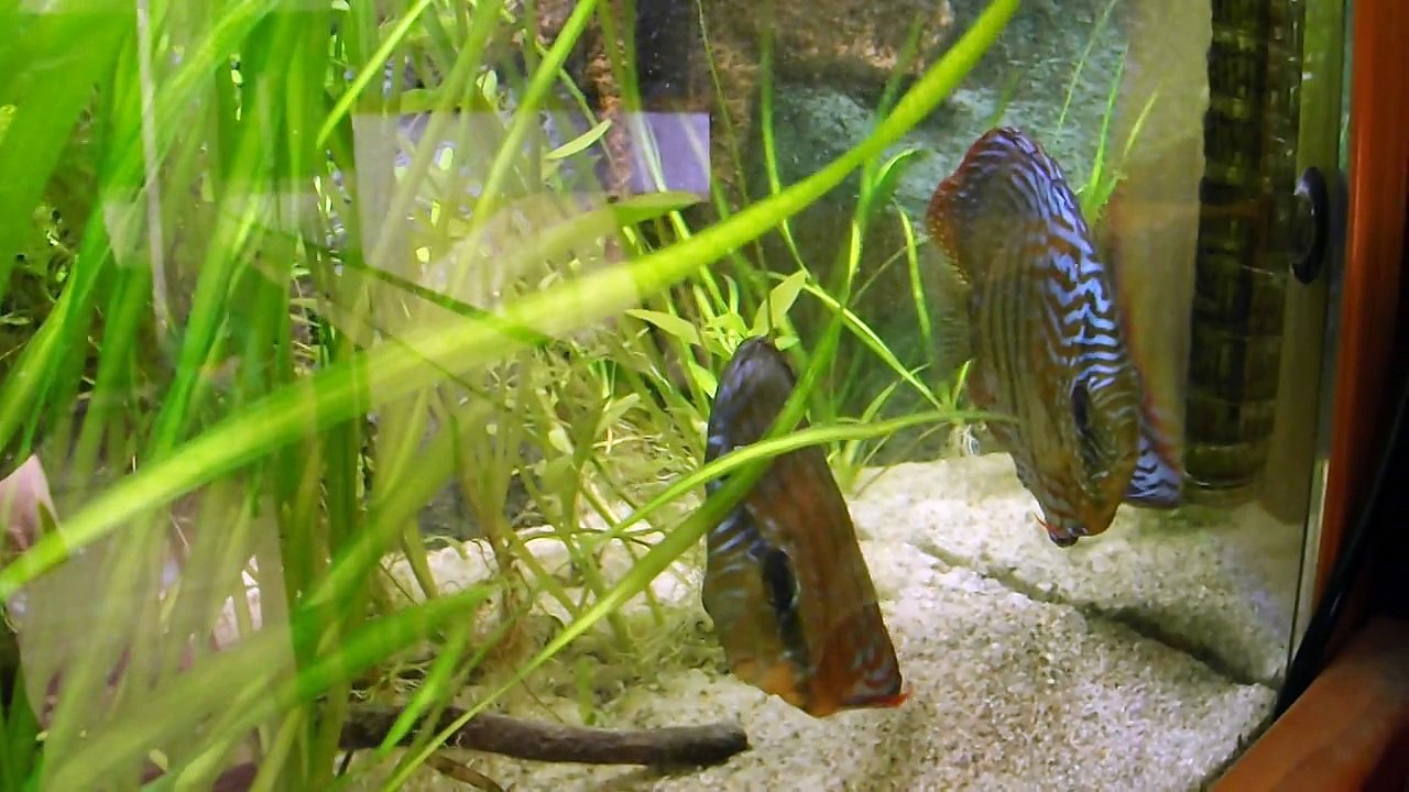 Ponte Discus Uatuma