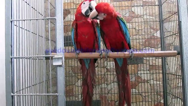 Green Winged Macaw Bonded Pair of Syed Ovais Bilgrami