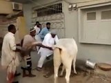 Cow Qurbani Running of Dangerous Cow Kick On This Eid Funny Video
