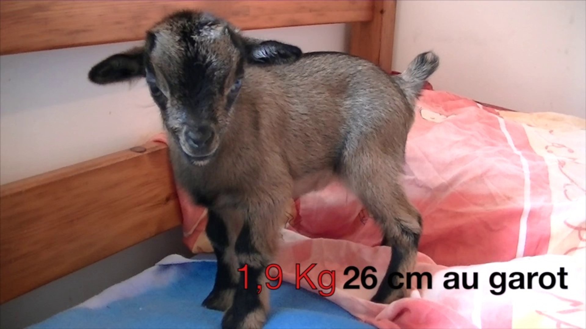 Valentine Notre Chevre Naine De L Elevage De Fuveau 13 Video Dailymotion