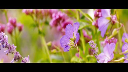 Far from the Madding Crowd Trailer (International Trailer)